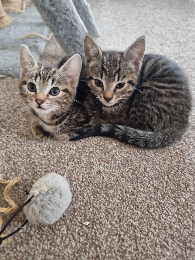 Bengal cross, kittens 