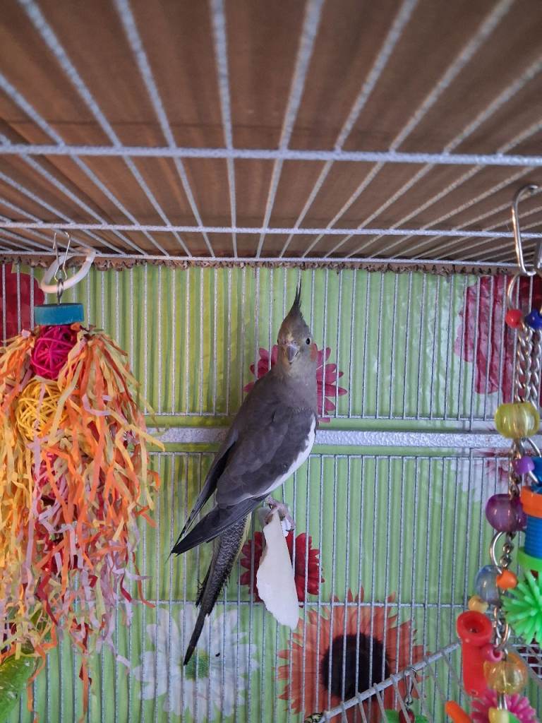  female cockatiel SOLD