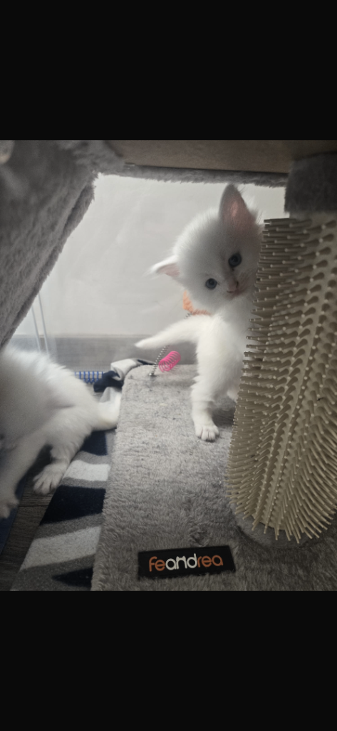Kittens
