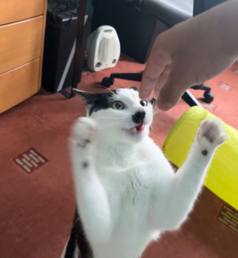 Male cat looking for new home 