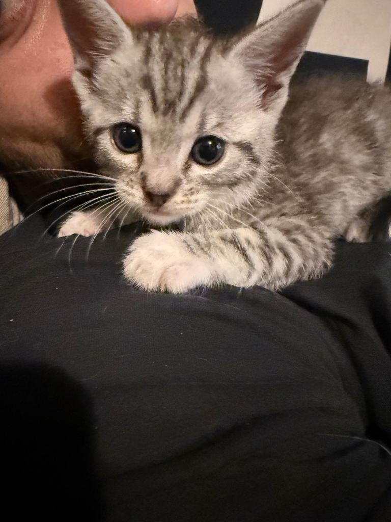 Kittens