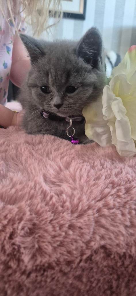 British blue short hair kittens 