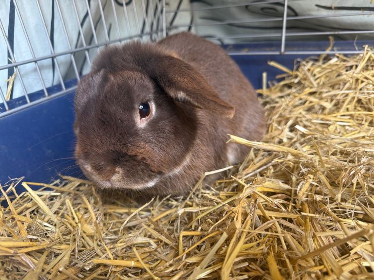 Girl rabbit 