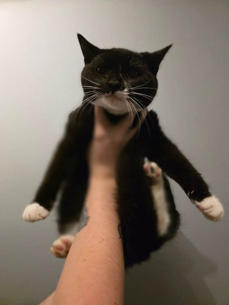 British short haired cross breed kittens