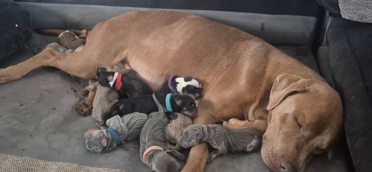 Staffy cross pups for sale 