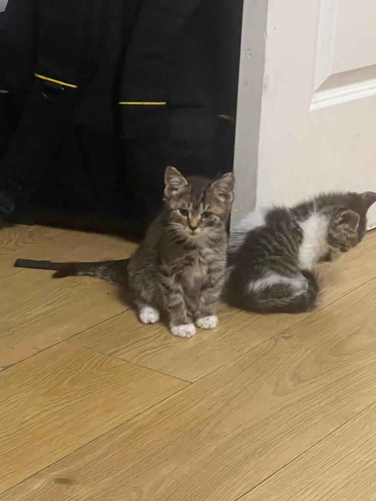 British shorthair mix
