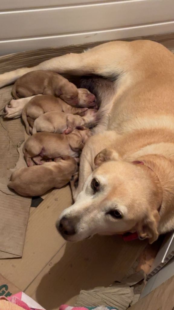 2 male Labrador x Cocker spaniel male pups left 