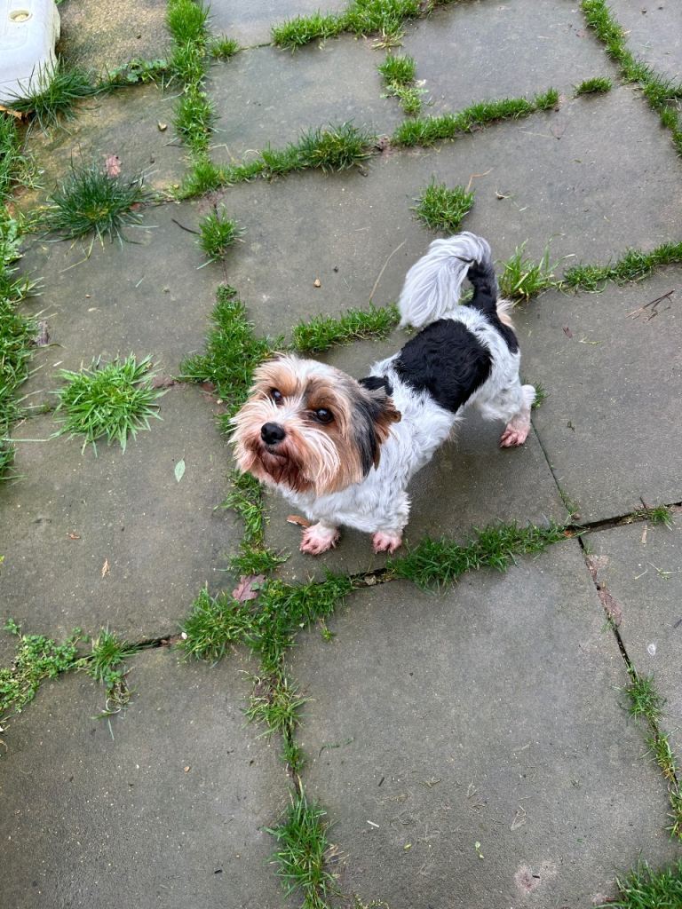 Biewer terrier looking for forever home