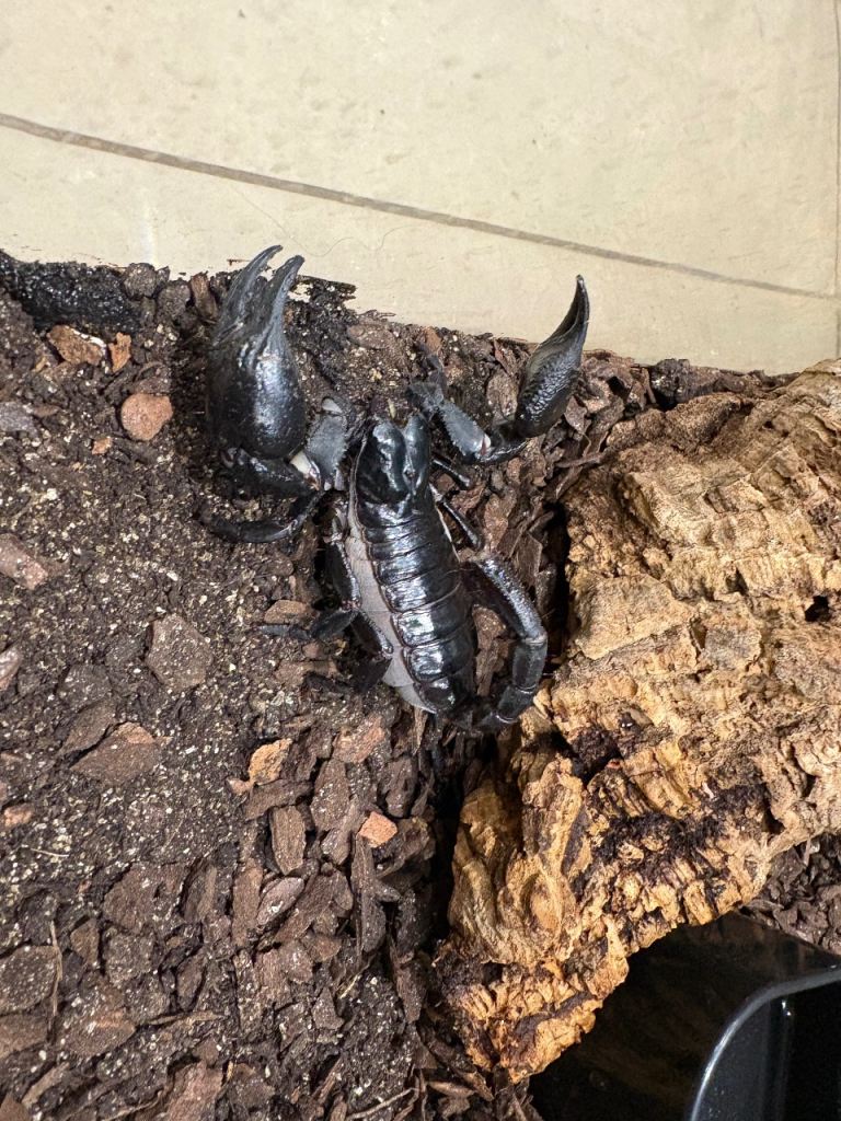 Asian Forest Scorpion + Full Setup – Ready to Go