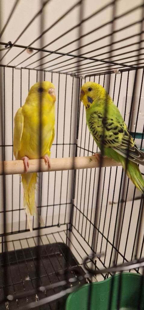 2 young pair budgies for sale/ male/female/ cage included 