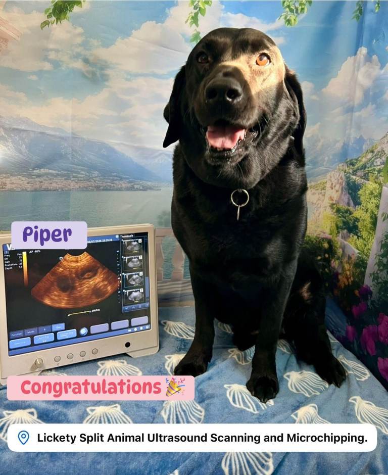 Black Labrador Puppies KC Registered