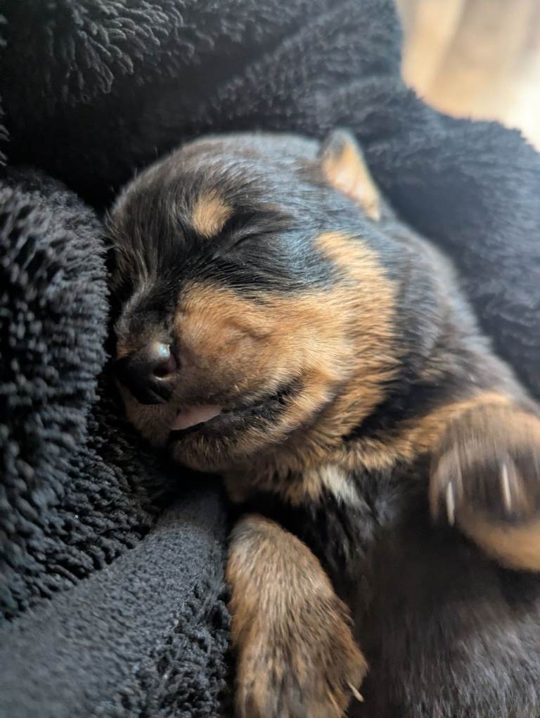 Rottweiler pups