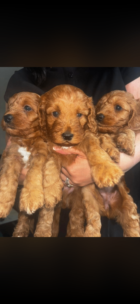 Cockapoo puppies 