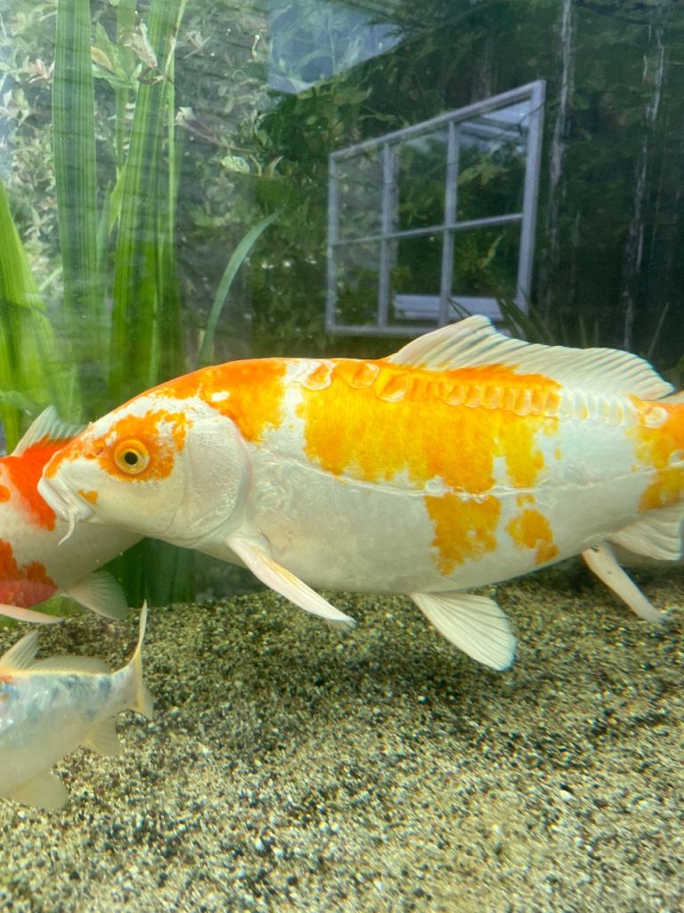 Koi carp