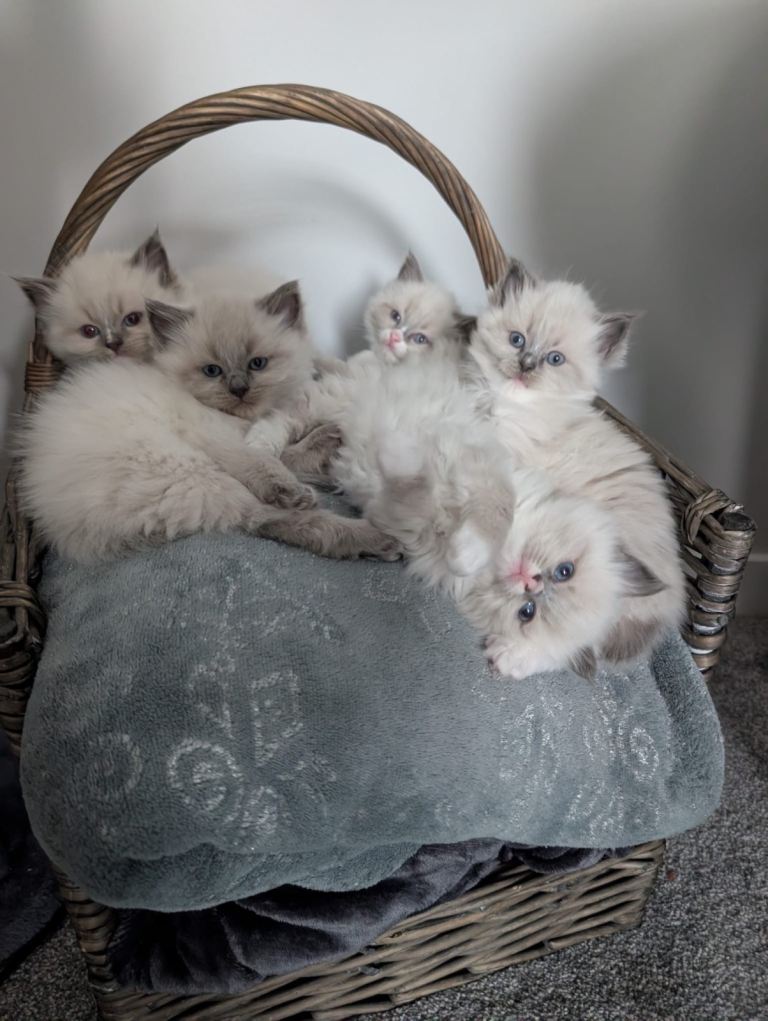 Rag doll kittens 