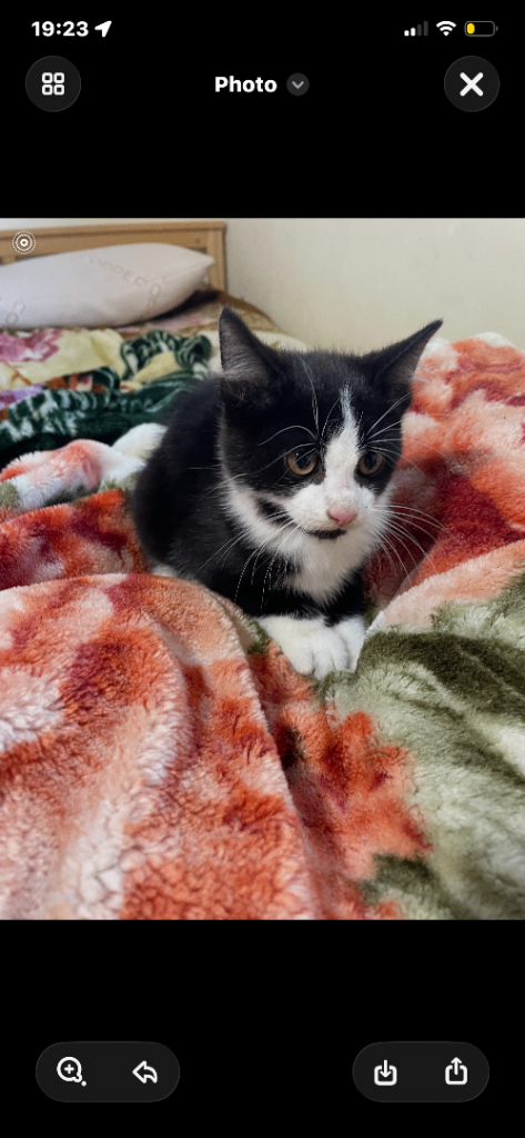 Kitten for sale