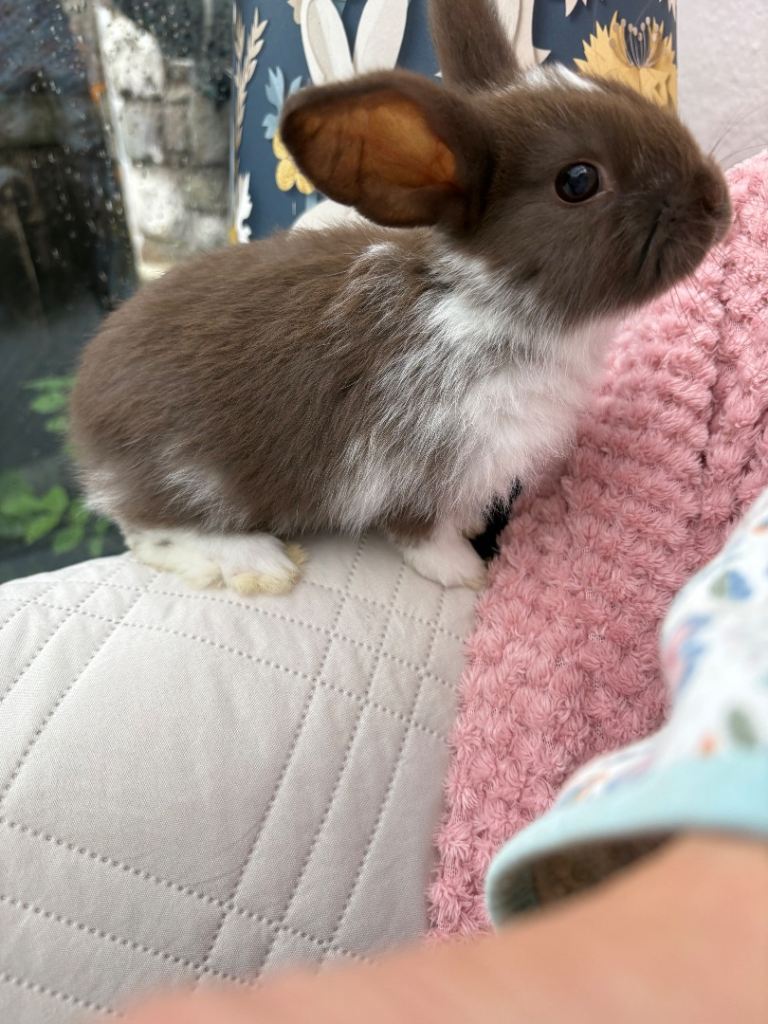 MiniLop x miniRex/raised indoors/vaccinated 
