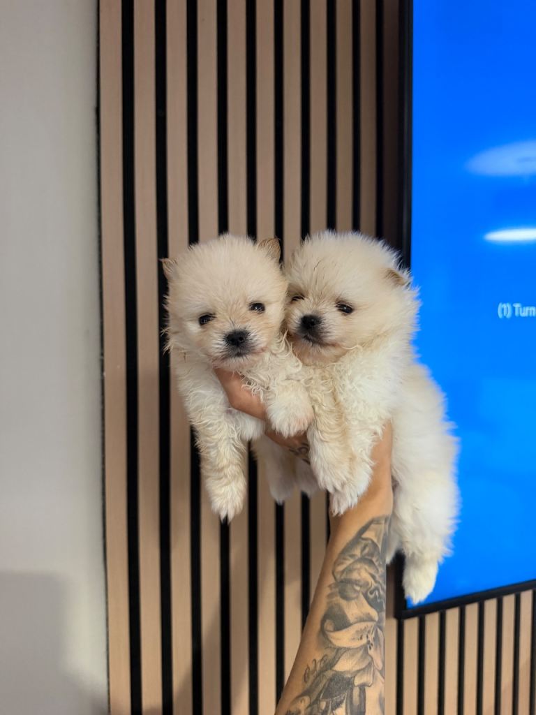 RARE DOLL TEDDY KOREAN PUPPIES 🎀🧸🇰🇵🇷🇺