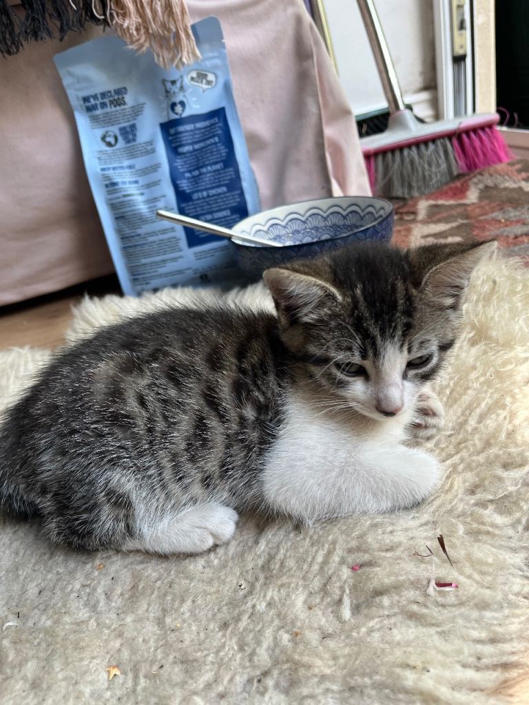 Kitten 9 weeks female