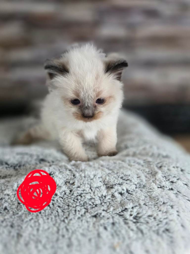 Ragdoll kittens purebred 