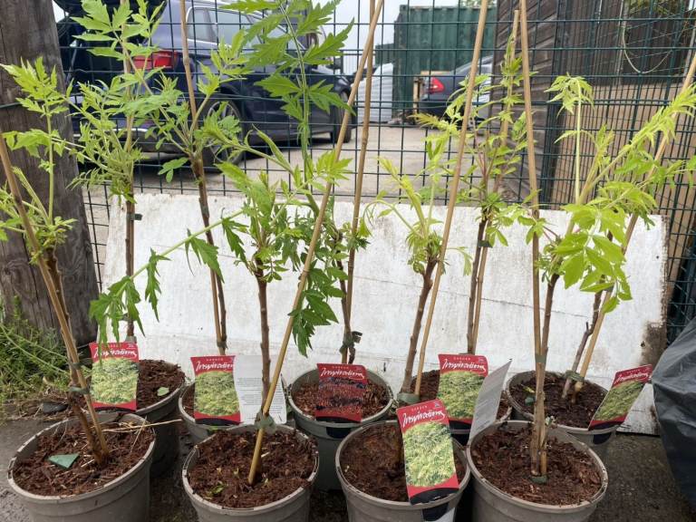 Beautiful Rhus Tiger Eyes Joblot x 7. Can sell Separately. Ordered wrong for a Job QUICK SELL NEEDED