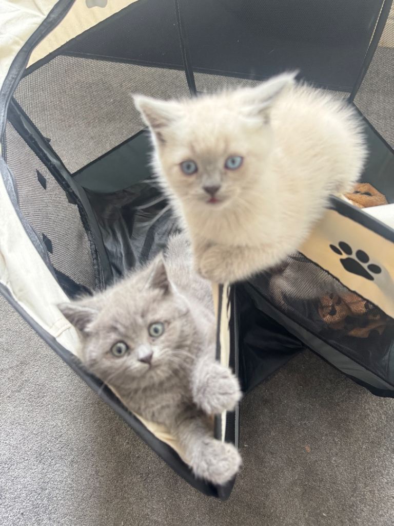 Kittens