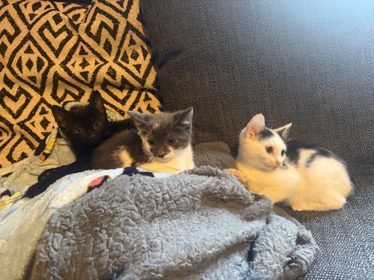Kittens for sale 