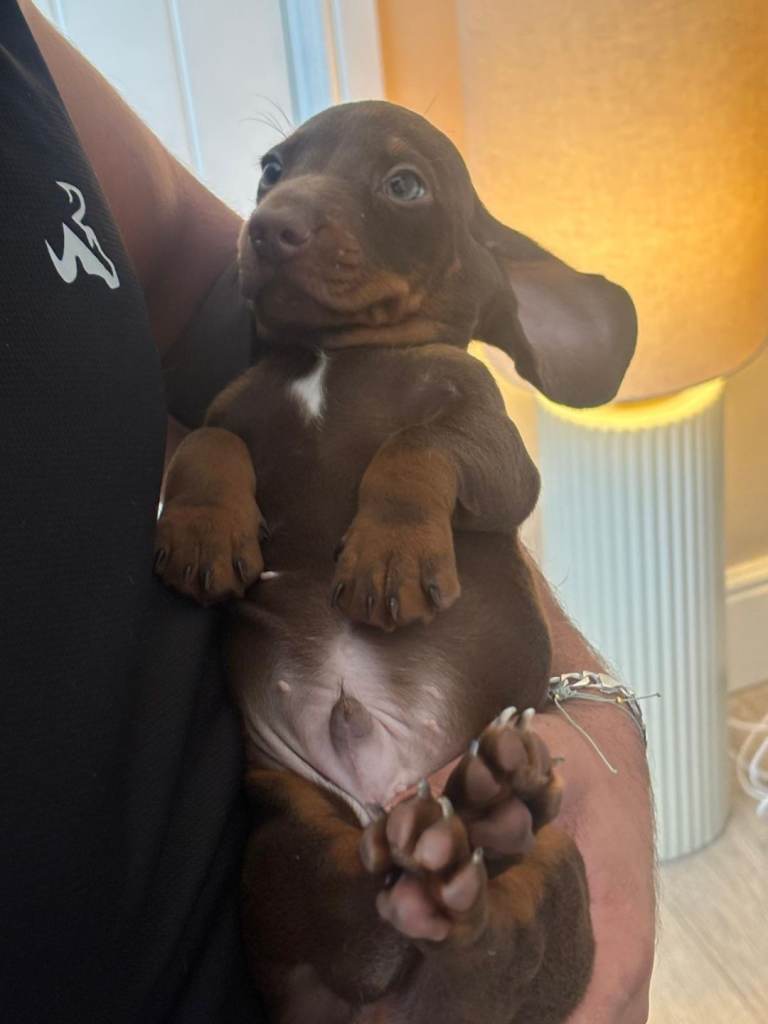 Miniature dachshund