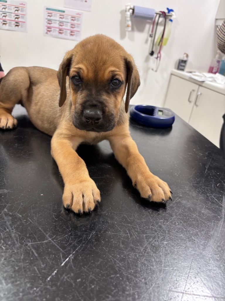 AVAILABLE FROM FRIDAY!! Great Rottie (Dane Weiler) Puppies