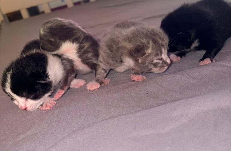 Kittens