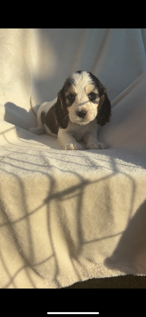 *Only 1 puppy left*Cocker spaniel puppies 