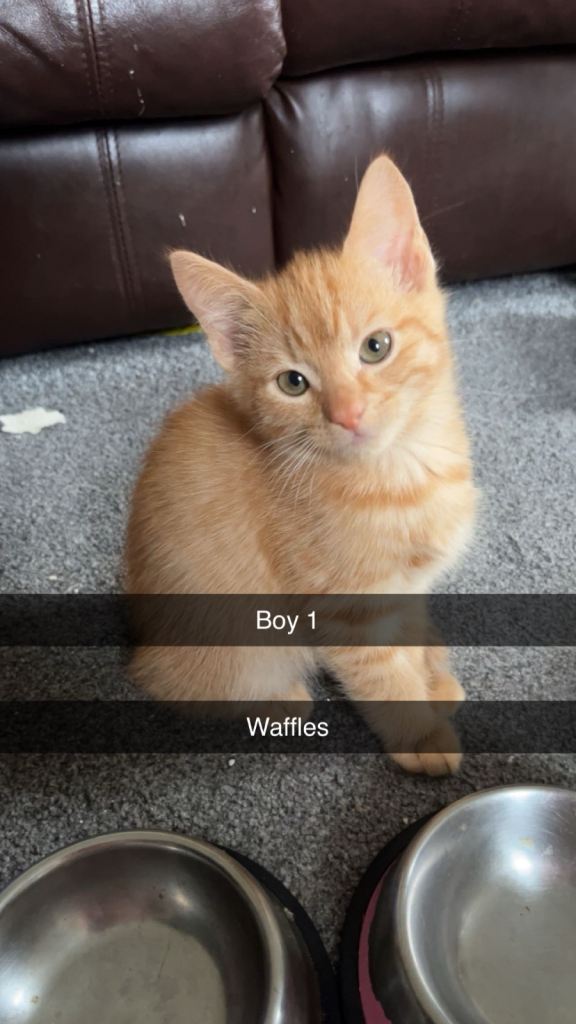 Kittens for sale ready to leave now 