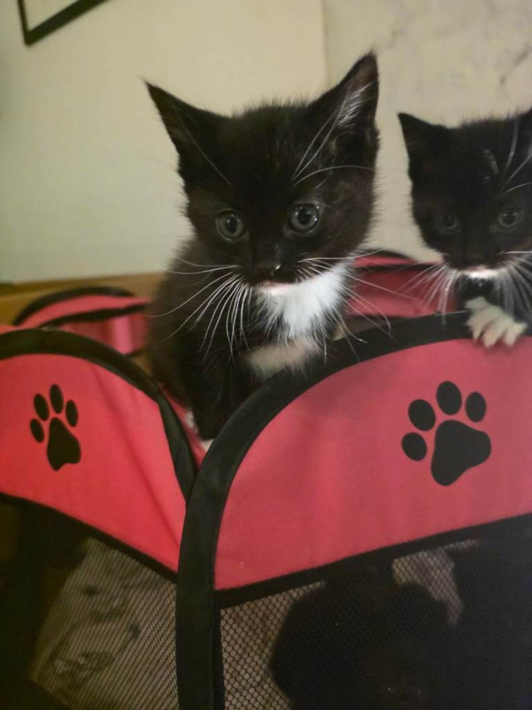 Mixed Ragdoll kittens
