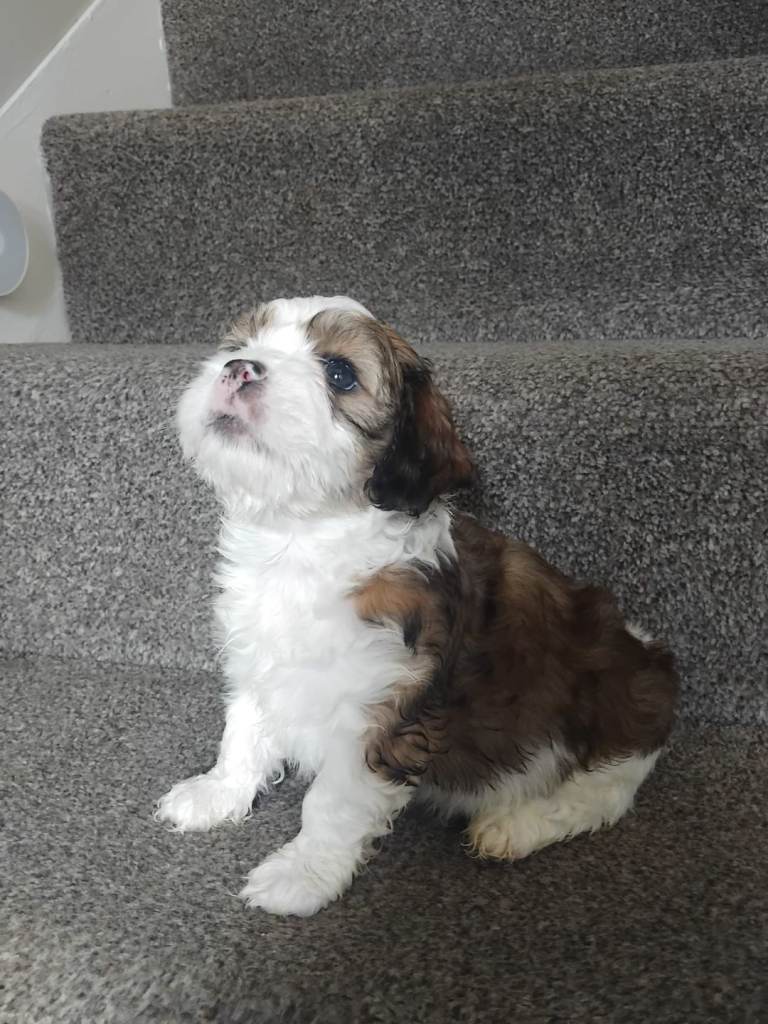 Lhasapoo 