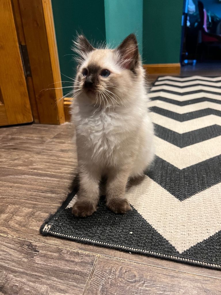 Beautiful Ragdoll Kitten