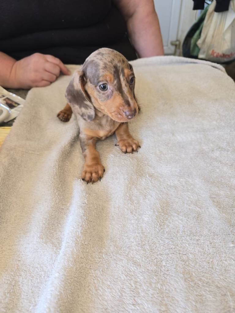Miniature dachound puppies 