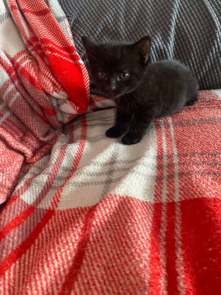 8 week old kittens 