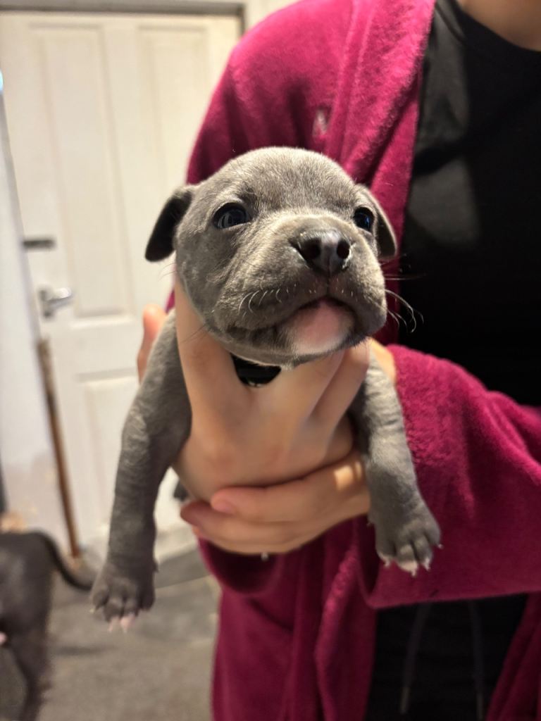 pure Staffordshire bull terriers