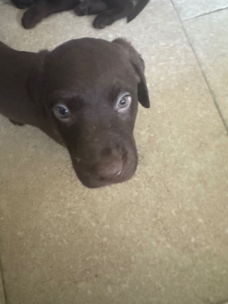 Chocolate labradors ready on friday 17/4/26