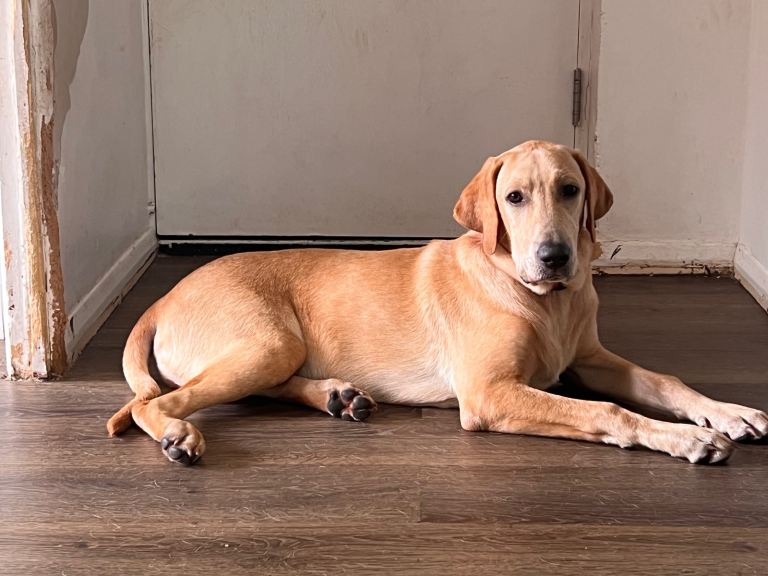 Golden Labrador Retriever