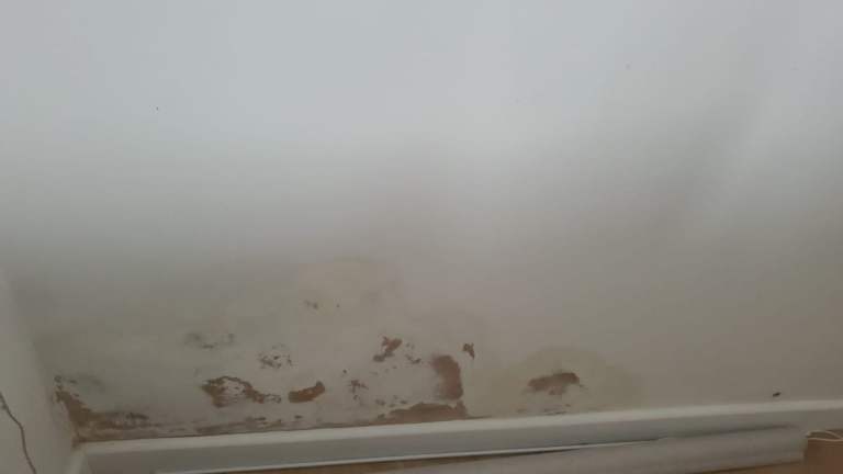 Damp & Mould Specialist