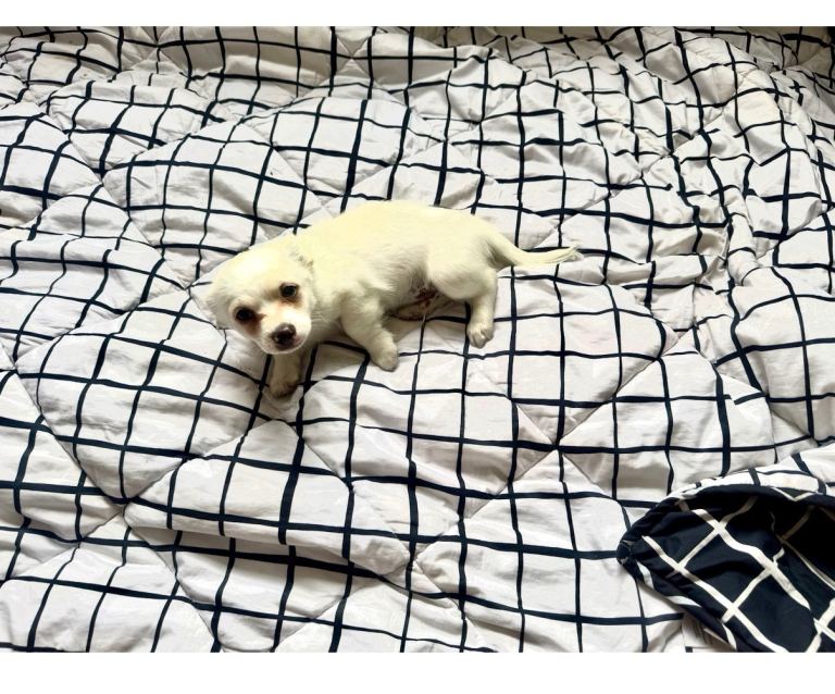 Adorable White Puppy Looking for a Loving Home