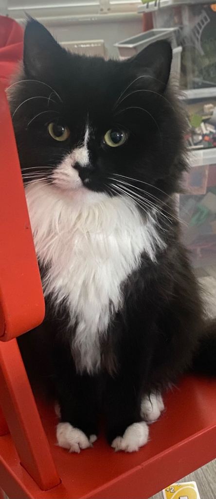 Long hair British female cat