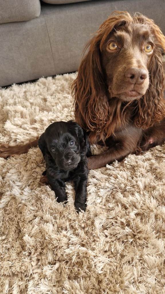 F1 Cockapoo puppies 