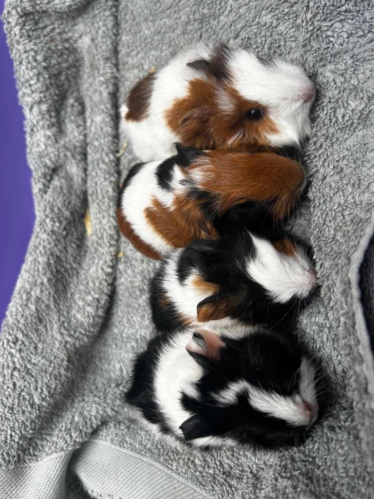 Baby guinea pigs ready to reserve 