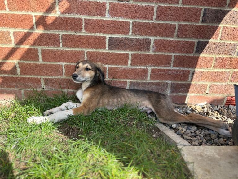 Saluki x greyhound puppy