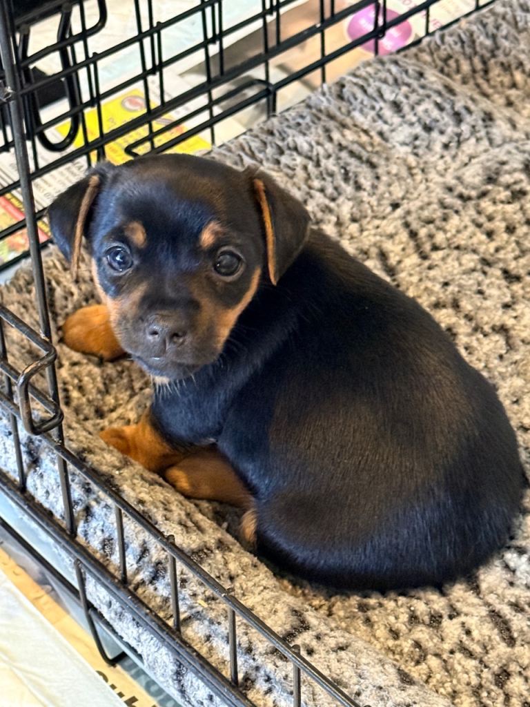 ✨ Exceptional Miniature Jack Russell Puppies ✨