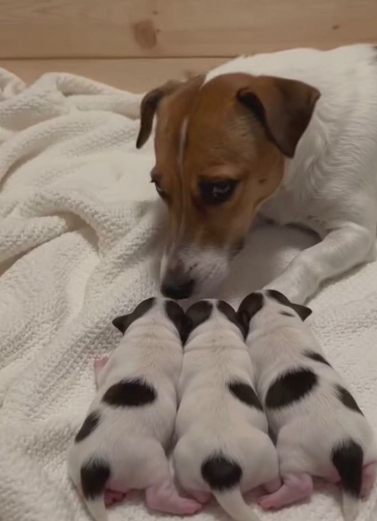 Jackrussel puppies