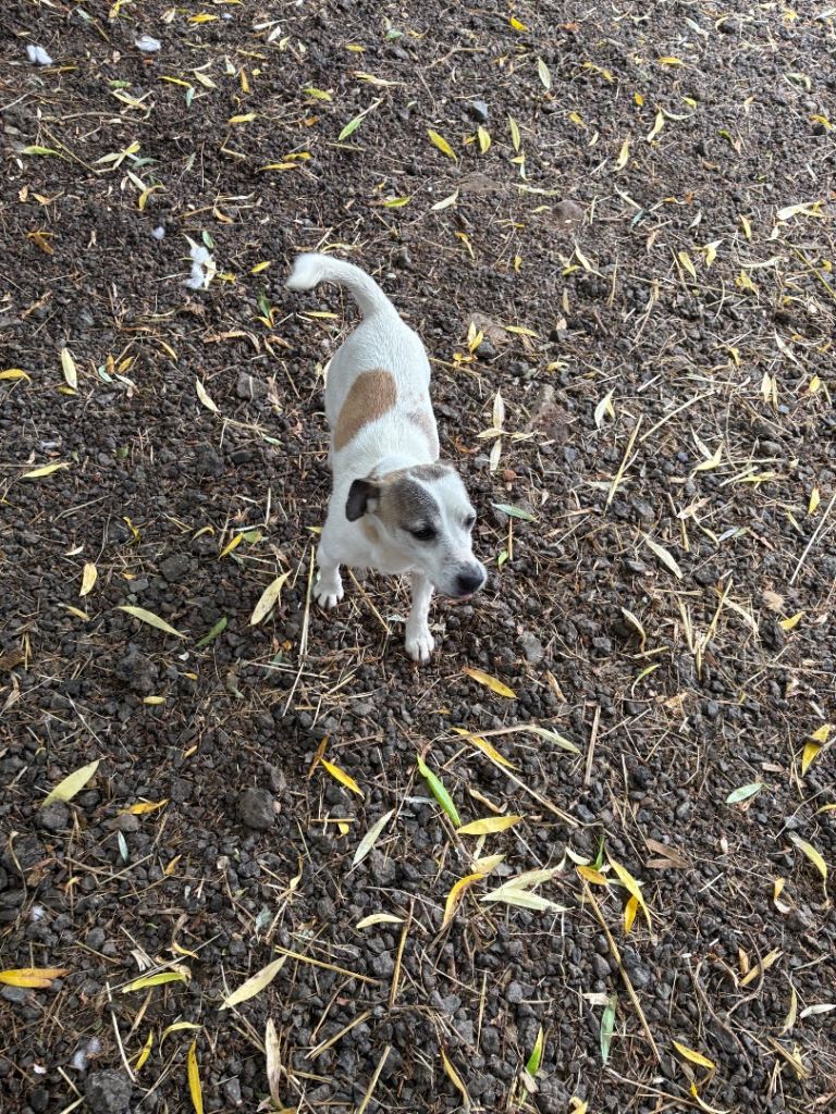 Jack Russel male 