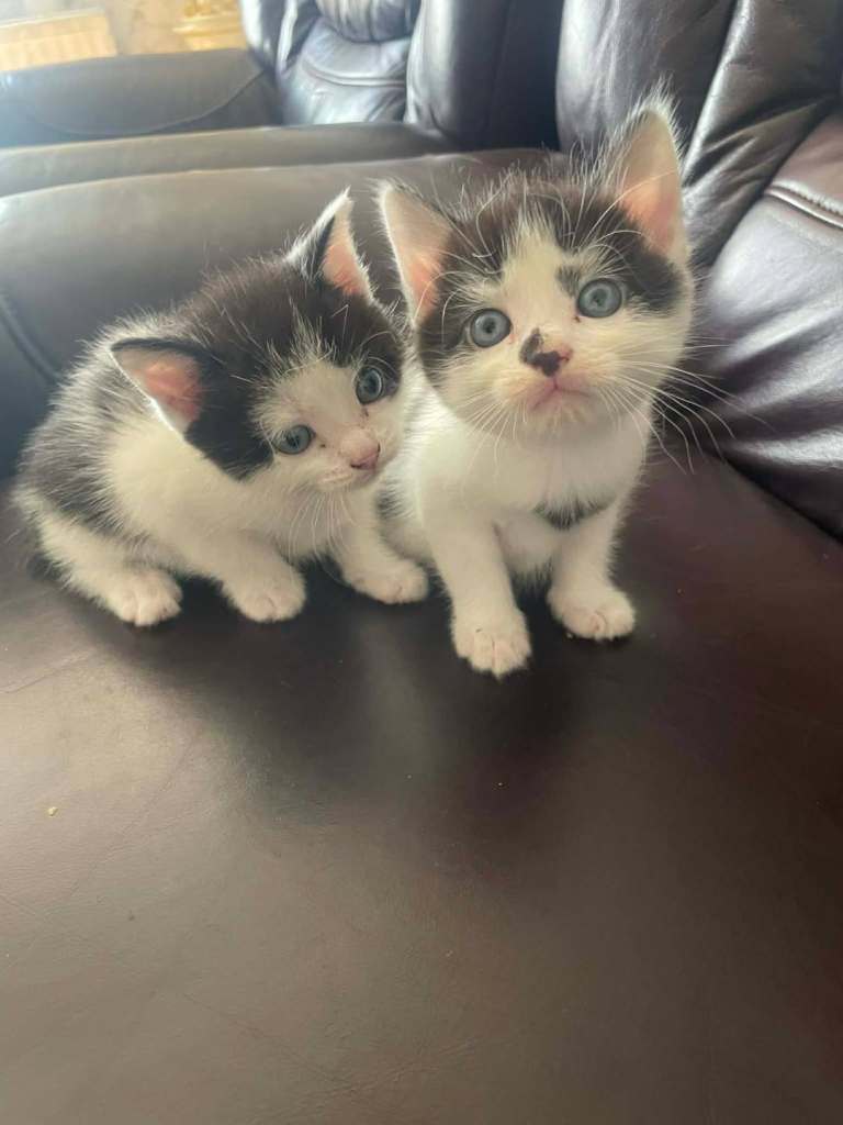 Kittens